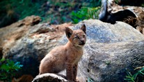 V Pyrenejach sa narodilo prvé mláďa rysa ostrovida za takmer 100 rokov