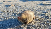 FOTO a VIDEO: Považovali ho za vyhynutý druh. Zviera však po desaťročiach opäť objavili