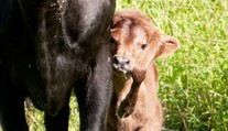 Teliatko sa narodilo s piatou nohou na hlave, ponúkali ho aj v aukcii
