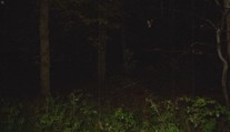 Odvážil sa vstúpiť do slovenského lesa, kde miznú ľudia. Žena, ktorá tam žije, vydala varovanie