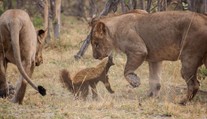 Váži iba 15 kíl, rešpekt pred ním majú aj levy. Najagresívnejší tvor Afriky má odstrašujúci arzenál zbraní