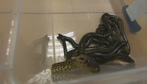 Podaril sa im chovateľský unikát. V košickej zoo prvýkrát rozmnožili anakondu paragvajskú