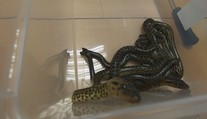 Podaril sa im chovateľský unikát. V košickej zoo prvýkrát rozmnožili anakondu paragvajskú