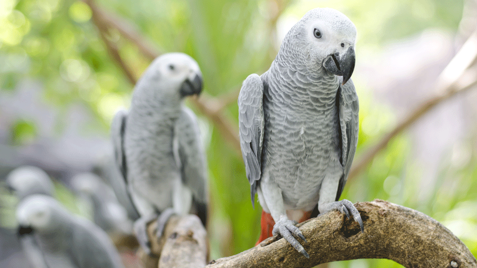 V britskej ZOO museli z klietok odniesť papagájov. Návštevníkom začali vulgárne nadávať