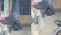 Podvrh alebo realita? Fotografia "obrieho netopiera" zmiatla sociálne siete
