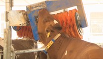 Horúčavy ovplyvňujú aj kvalitu mlieka. Farmári preto hľadajú spôsoby, ako v sparnom počasí kravám uľaviť
