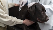 Psíkov v Bratislave trápi nebezpečné ochorenie. Veterinári hlásia množstvo prípadov