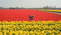 V Holandsku kvitnú tulipány. Farmári sú však nešťastní z bezohľadných turistov