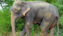 Nemeckú turistku udupali v Zimbabwe na smrť slony