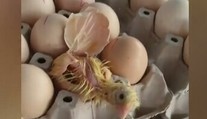 VIDEO: Majiteľka obchodu zostala v šoku. Na pulte sa z jedného z vajec vyliahlo kura