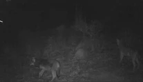 Nečakaná návšteva v blízkosti obce Trnavá Hora. Také zviera tam ľudia ešte nevideli