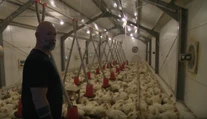 Rukami mu prejde 10-tisíc kurčiat ročne. Farmár Marek ich zákazníkom rozváža osobne