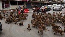 VIDEO: Vodičom sa naskytla scéna ako z akčného filmu. Na križovatke si to rozdali dva gangy opíc