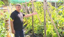 Jeho záhrada pripomína vinohradnícke arborétum. Pestovateľ zo Šiah má viac ako tisíc odrôd hrozna