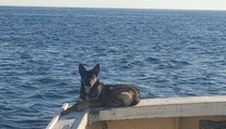 Bojovníčka! Polročné šteňa sa stratilo v mori, vrátilo sa po piatich týždňoch
