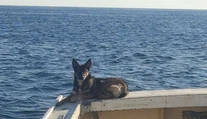 Bojovníčka! Polročné šteňa sa stratilo v mori, vrátilo sa po piatich týždňoch