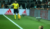 Zatúlaná mačka vyšla Besiktas poriadne draho, takúto pokutu klub dostal od UEFA