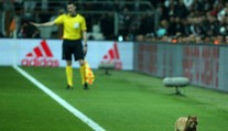 Zatúlaná mačka vyšla Besiktas poriadne draho, takúto pokutu klub dostal od UEFA