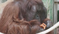 Pozrite sa na talentovaného orangutána: Jago v bojnickej ZOO skrutkuje ako majster