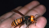 Do Európy prenikol gigantický druh sršňa. Včely sú proti nemu bezbranné, jeho bodnutie je extrémne bolestivé