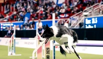 Ako sa rodia majstri sveta v agility? Na parkúre rozhodujú sekundy, mimo neho dôvera
