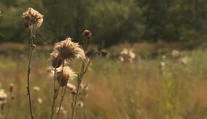 Únia ich zakazuje, u nás sú žiadané. Chemické postreky poskytujú ochranu len zdanlivo