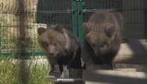 Bojnická zoo oznámila radostnú správu. Návštevníci zrejme konečne uvidia populárne medvieďatá