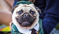 Stop pre mopslíkov a buldočkov? EÚ chystá prelomové zmeny