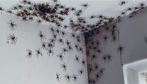 VIDEO: Žena pri vstupe do izby skoro omdlela. Po stene sa šplhali desiatky hrozivých pavúkov