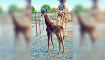 V ZOO sa narodila unikátna žirafa bez škvŕn. Zdá sa, že je jediná svojho druhu