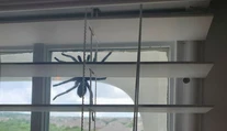 Manželia zostali v šoku. Po dverách sa im šplhal pavúk väčší ako ľudská dlaň