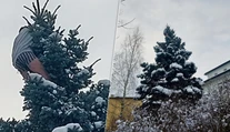 Muž vyliezol v trenkách na strom a odmietal zliezť. Strávil tam celú noc