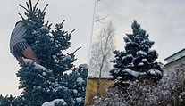 Muž vyliezol v trenkách na strom a odmietal zliezť. Strávil tam celú noc