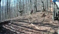 Útok medvedice, ktorý zachytila fotopasca v Malej Fatre, prešetrujú ochranári aj polícia