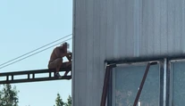VIDEO: Polonahý muž zastavil železničnú dopravu po tom, čo ho vyhodili z vlaku. Vyliezol na stožiar