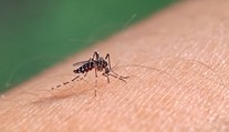 V Európe sa čoraz viac rozmáha tropické ochorenie. Odborníci hovoria o možnej pohrome