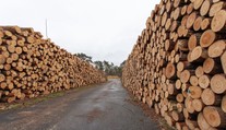 Obrovský úlovok: V dreve určenom pre Európu objavili 100 ton drog