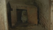 Psia mafia zarába na utrpení milióny eur. Štát navrhuje množiarne zakázať