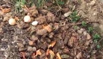 Reštaurácii pod oknami zapáchajú fekálie, suseda to ale vidí ako prírodné hnojivo
