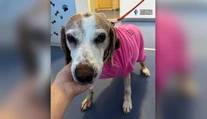 FOTO: Sučka mala vážne problémy s močením. Veterinári neverili, čo našli v jej tele