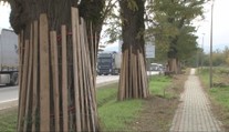 Zachovanie stromov je prioritou. V Poľsku pri výstavbe rýchlostnej cesty chránia vzácnu agátovú alej