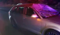 VIDEO: Nevídaná nehoda na východe Slovenska. Auto sa zrazilo so zvieraťom, ktoré u nás bežne nežije