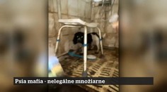 19. epizóda | 15. 10. 2025 | Psia mafia: nelegálne množiarne