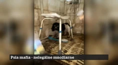 19. epizóda | 15. 10. 2025 | Psia mafia: nelegálne množiarne