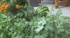 Nezasadil ju nik, no aj tak vyrástla. Takmer štvorkilová dyňa prekvapila rodinu priamo na dvore