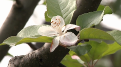 Príroda sa asi zbláznila. Na východe Slovenska začali kvitnúť jablone