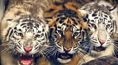 V bojnickej ZOO zahynulo mláďa tigra. O život ho zrejme pripravili jeho dve sestry