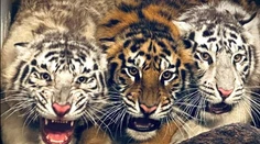 V bojnickej ZOO zahynulo mláďa tigra. O život ho zrejme pripravili jeho dve sestry