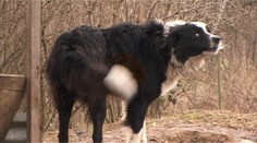 Zakážu na Slovensku psov na reťazi? Máme tu taký návrh