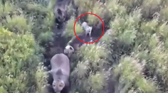 VIDEO: Rodina na Kamčatke nasadila do pátrania po stratenom huskym dron. Keď ho našli, čakalo ich obrovské prekvapenie